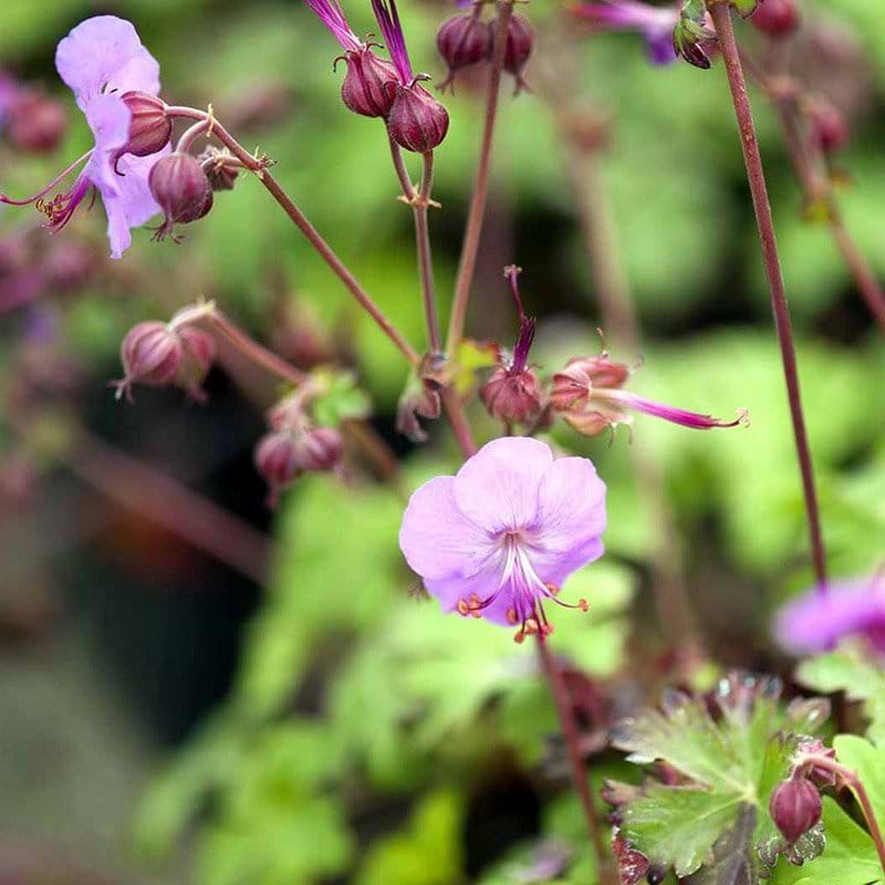 GERANIUM CANTABRIGIENSE KARMINA