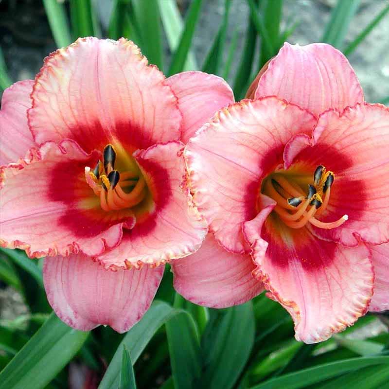 Hemerocallis 