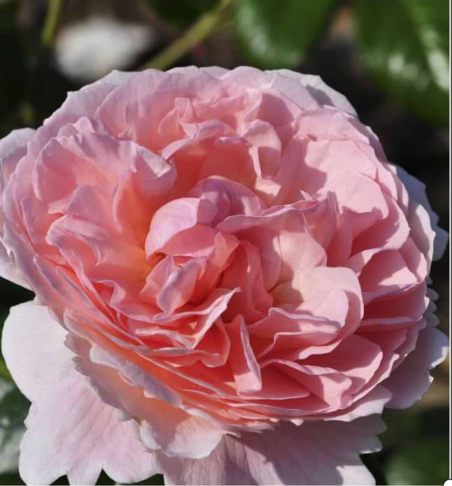Høj engelsk rose ('Strawberry Hill' (Ausrimini)) - Flere varianter