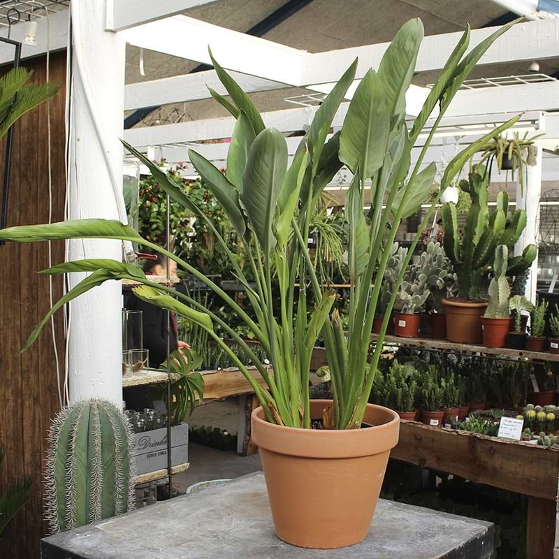 Strelitzia reginae