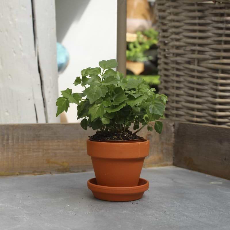 stueask miniplante