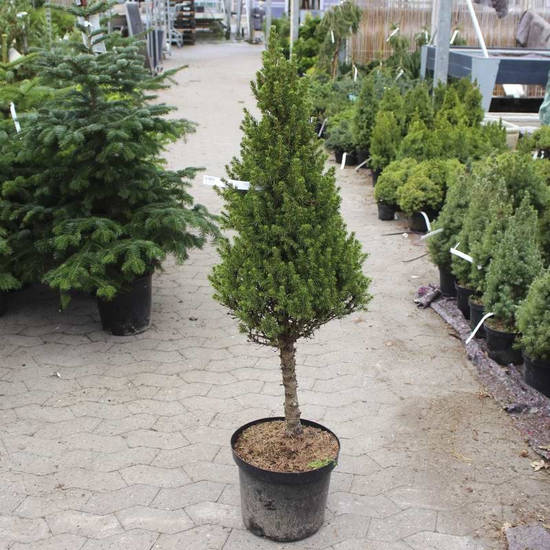 Sukkertopgran Picea glauca Conica
