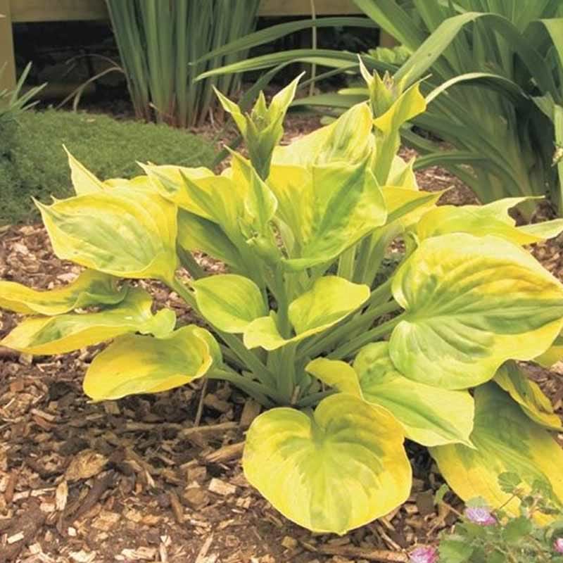 Hosta Summer Breeze