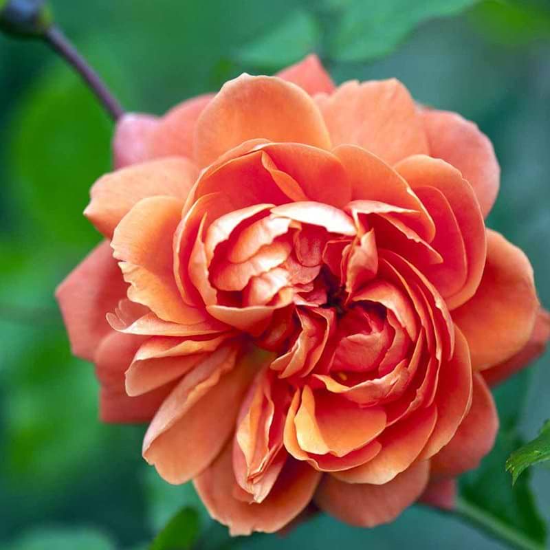 Engelsk rose summer song