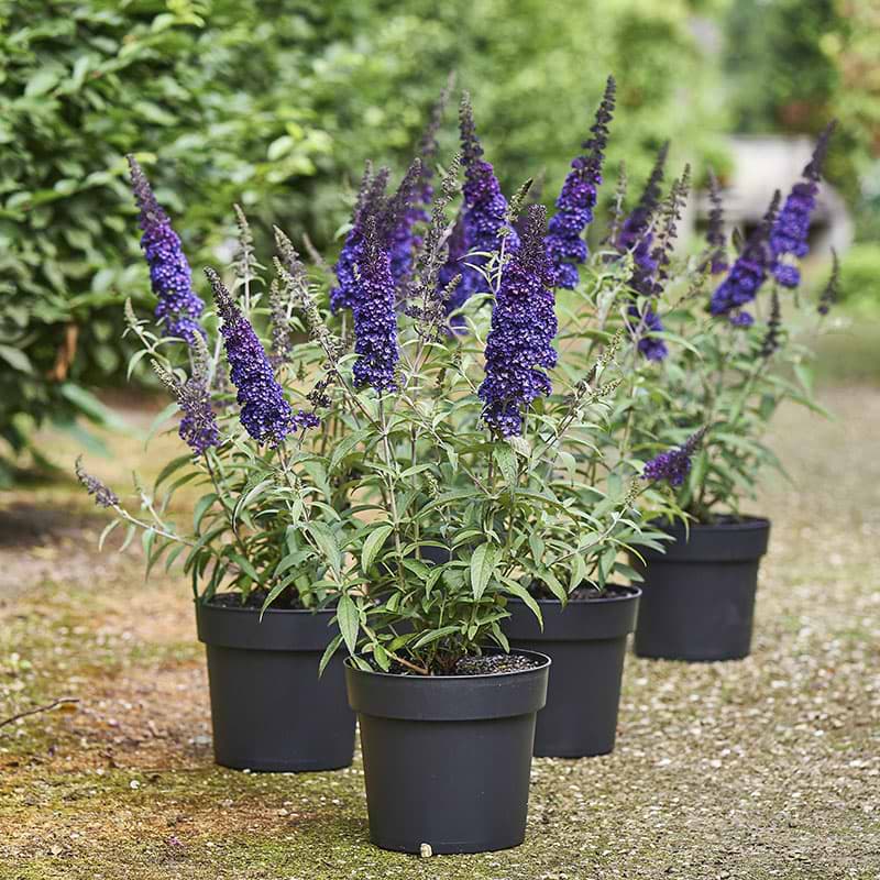 Sommerfuglebusk (Buddleja d. Summer Kids® 'Bruno Blue') 40-60 cm