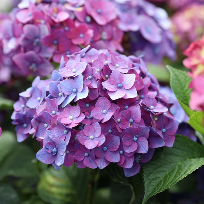 Hortensia (Hydrangea Endless Summer 'Summer Love') Lilla - Potte 5