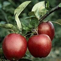 Æbletræ Summerred