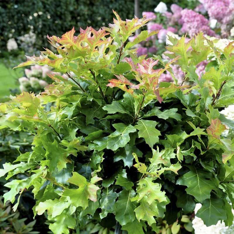 sumpeg green dwarf