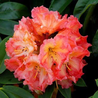Rhododendron (Rhododendron 'Sun Fire') Flere varianter 