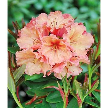Rhododendron (Rhododendron yak. 'Bohlkens Laura') 30-40 cm