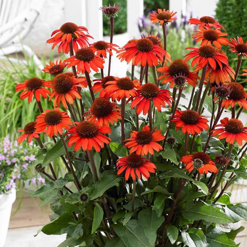 Purpursolhat sunseekers Orange