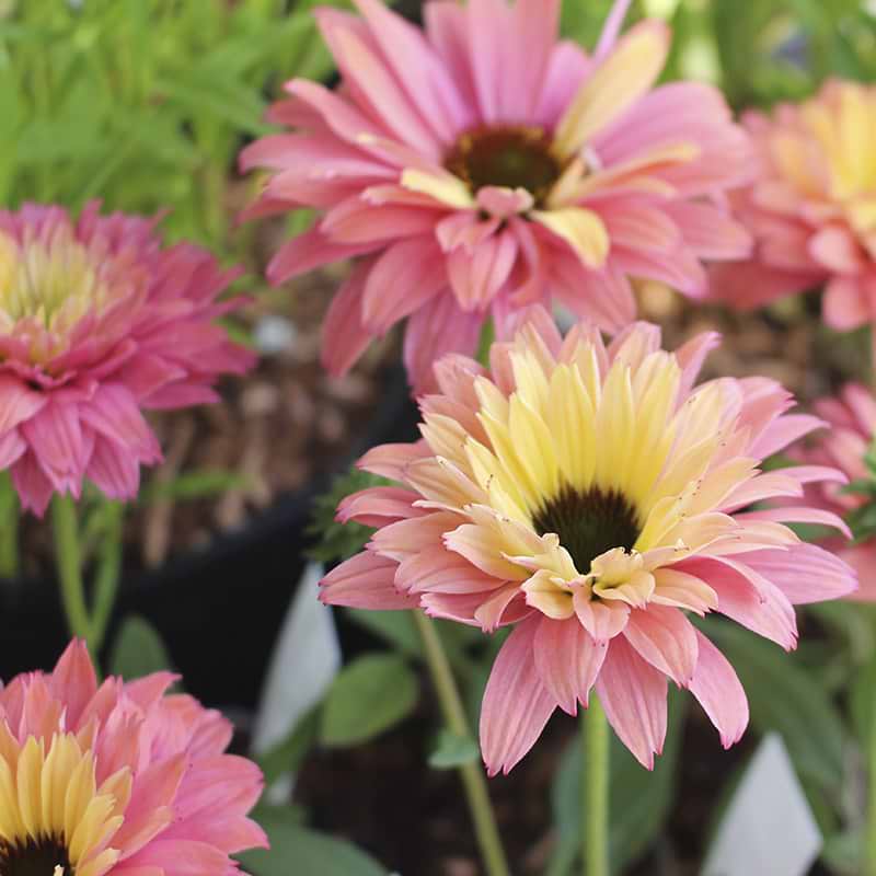 Sunseekers rainbow solhat blomst