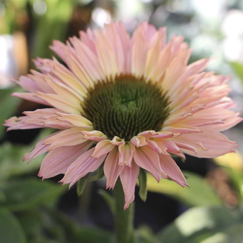 Echinacea sunseekers salmon