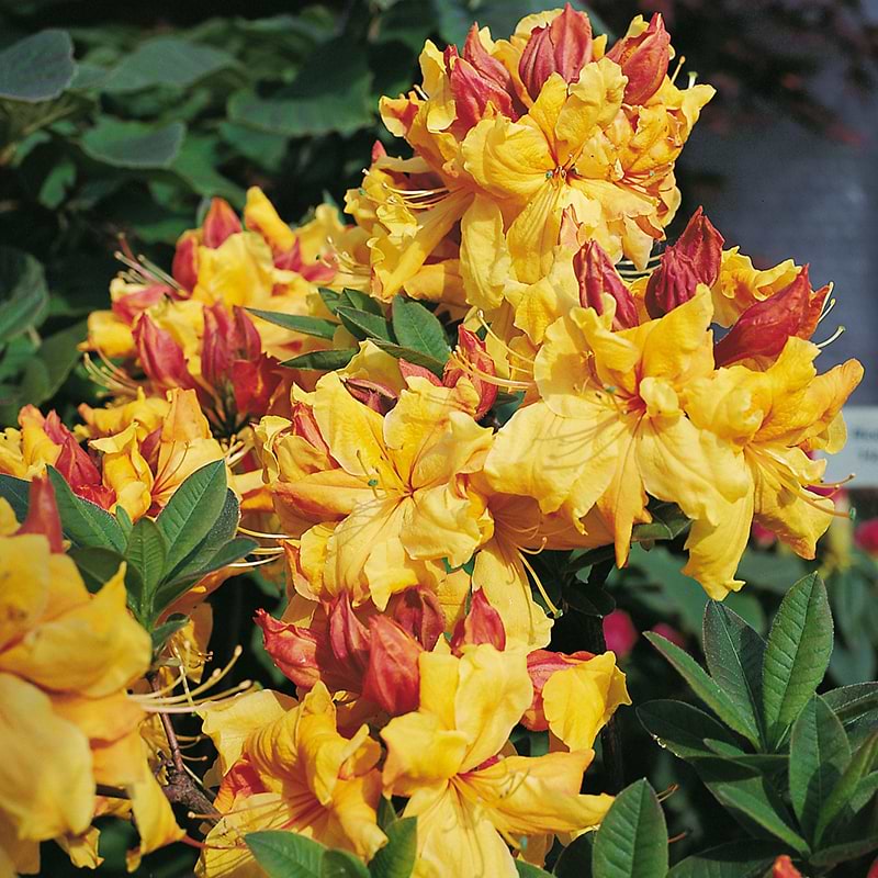 Løvfældende azalie Rhododendron Sunte nectarine