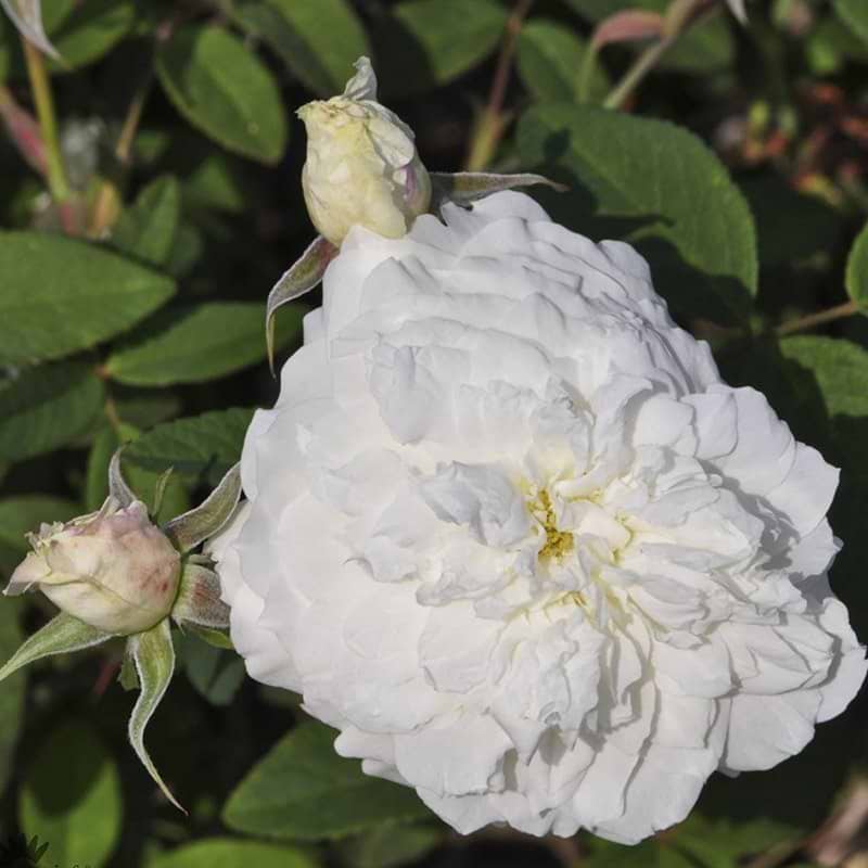 Susan william ellis rose