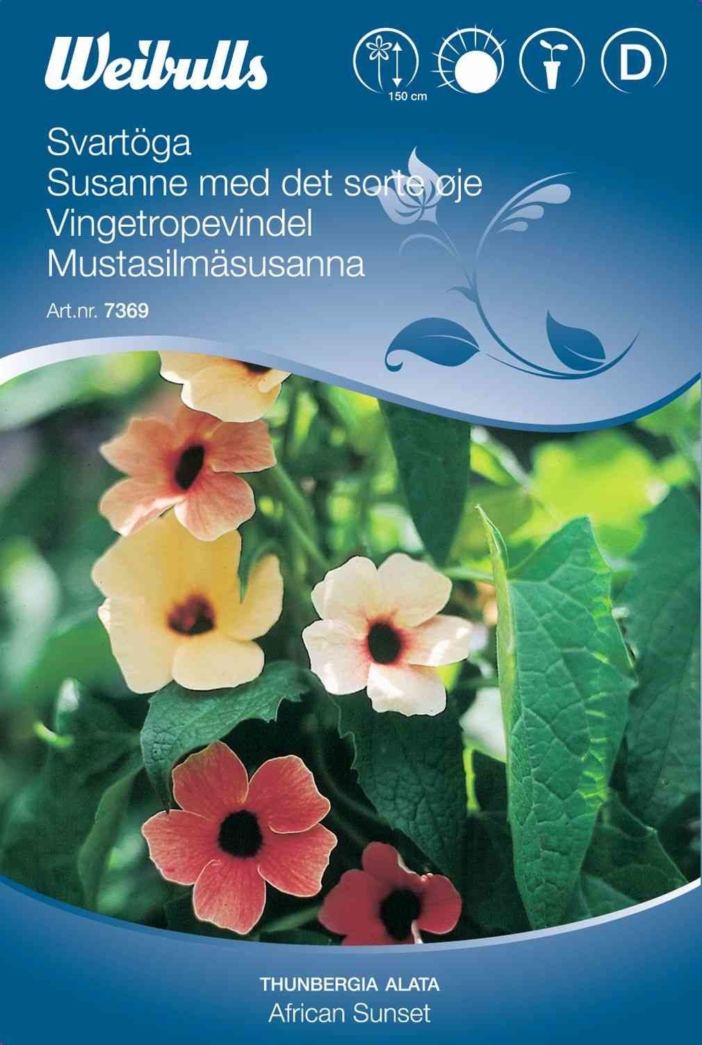 Blomsterfrø (Susanne med det sorte øje 'African Sunset')