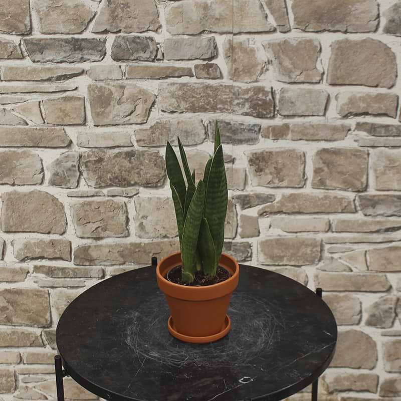 sanseveria grøn