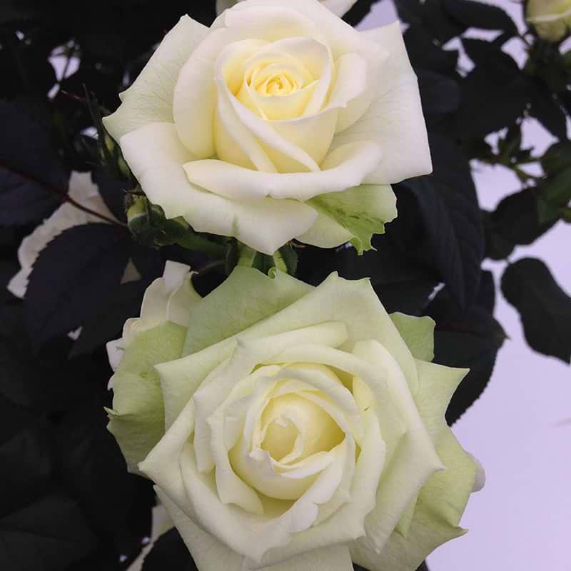 rose sweet baby