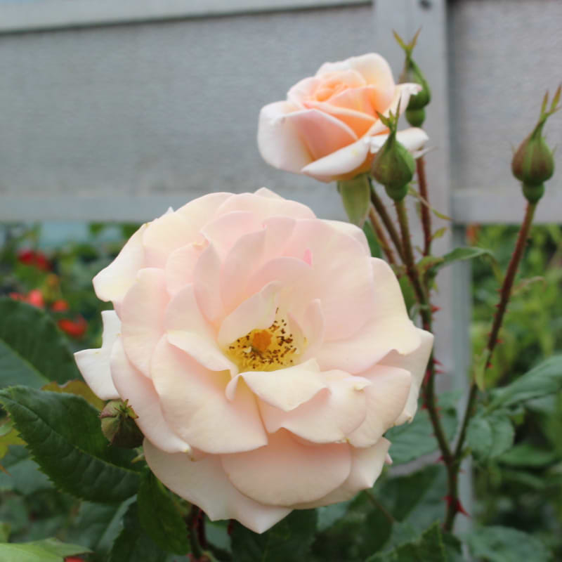 Buketrose (Rosa 'Sweet Honey'®) - Potterose
