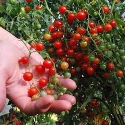 Tomatplante Ribstomat