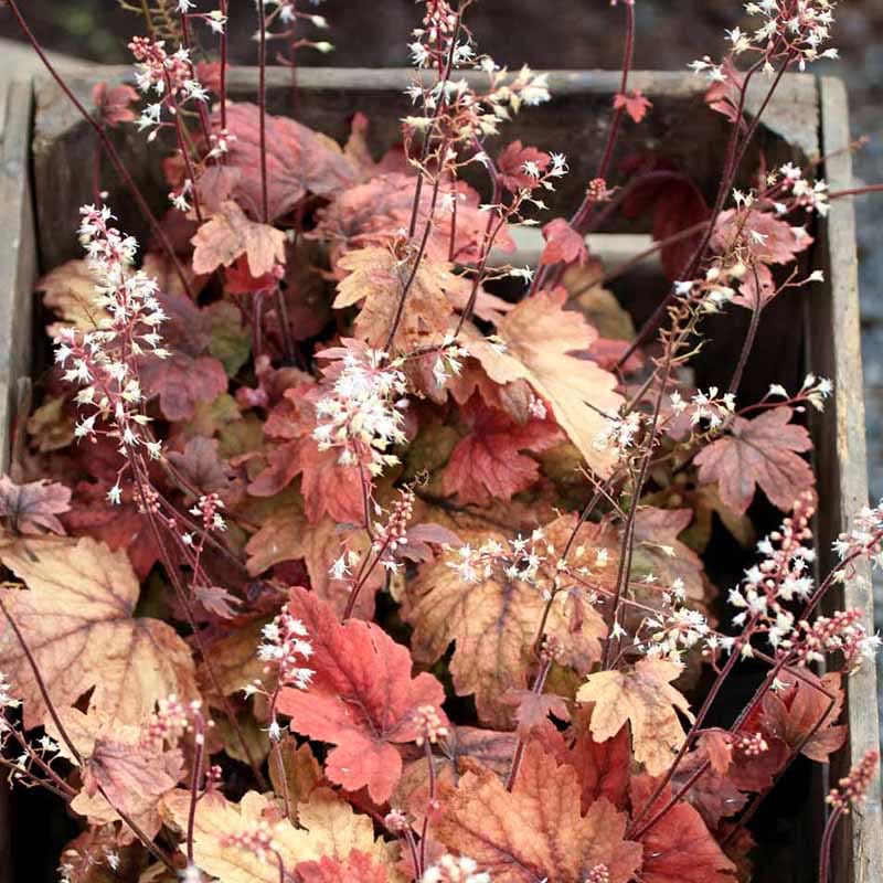 Alunrod (Heucherella 'Sweet Tea') 