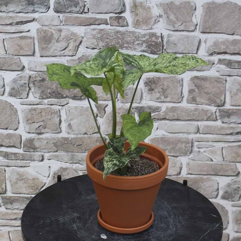 Syngonium mottled beauty