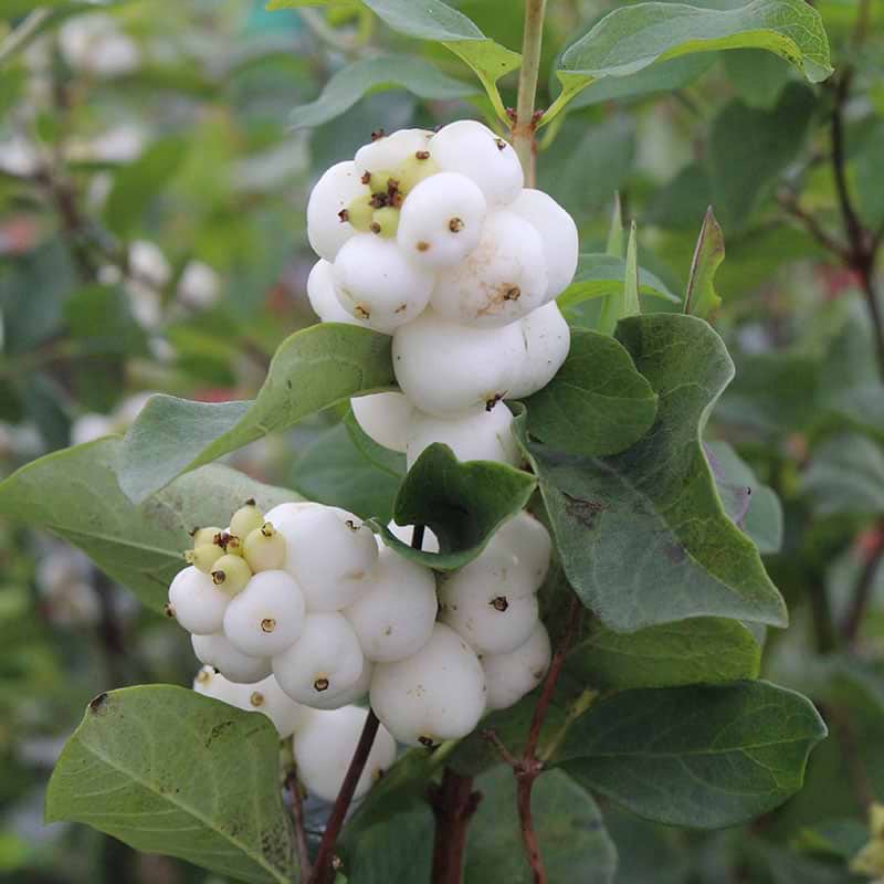 Symphoricarpos White Hedge bær