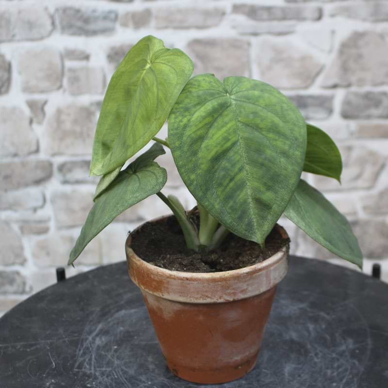 Gåsefod 'Ice Frost'