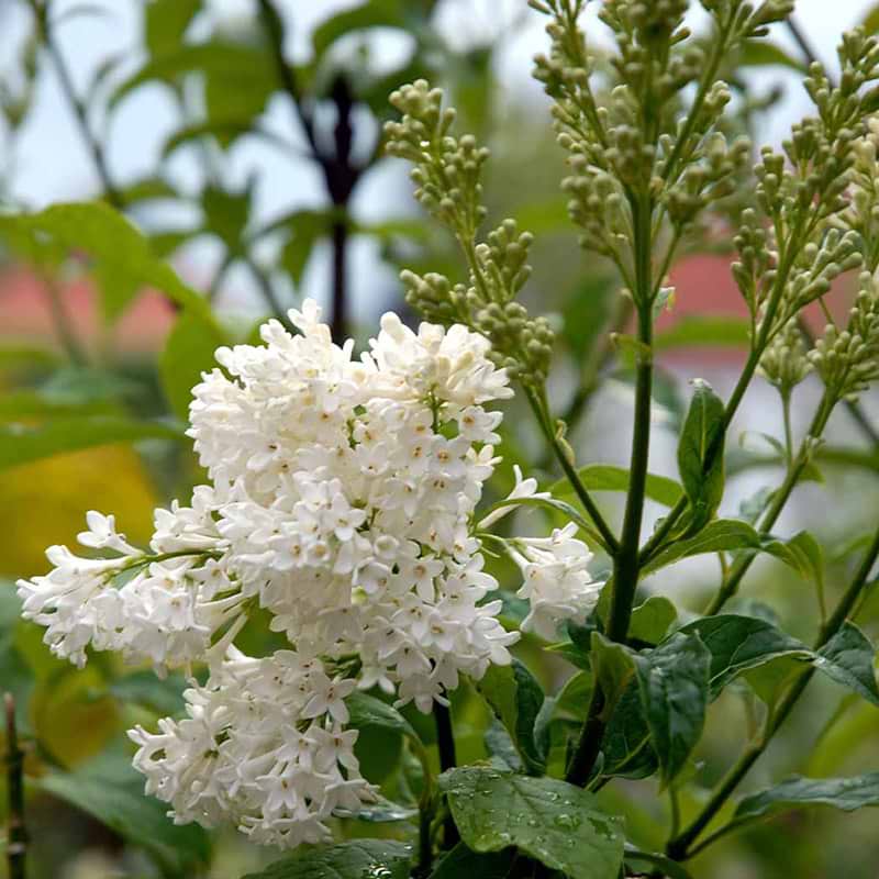 Syringa Agnes Smith