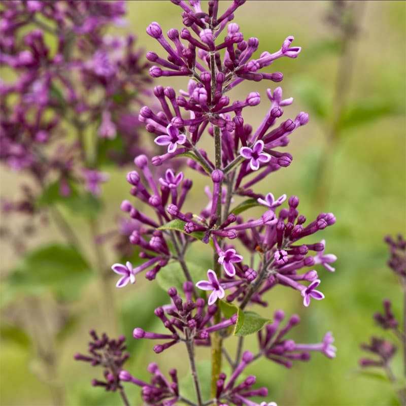 Syringa 'Dark Purple'