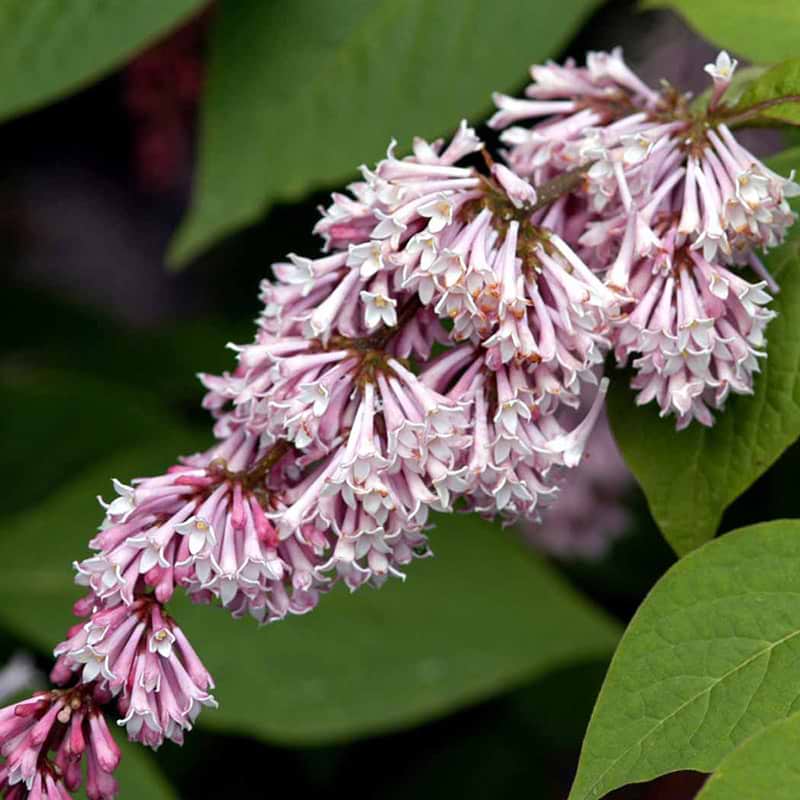 Syringa reflexa