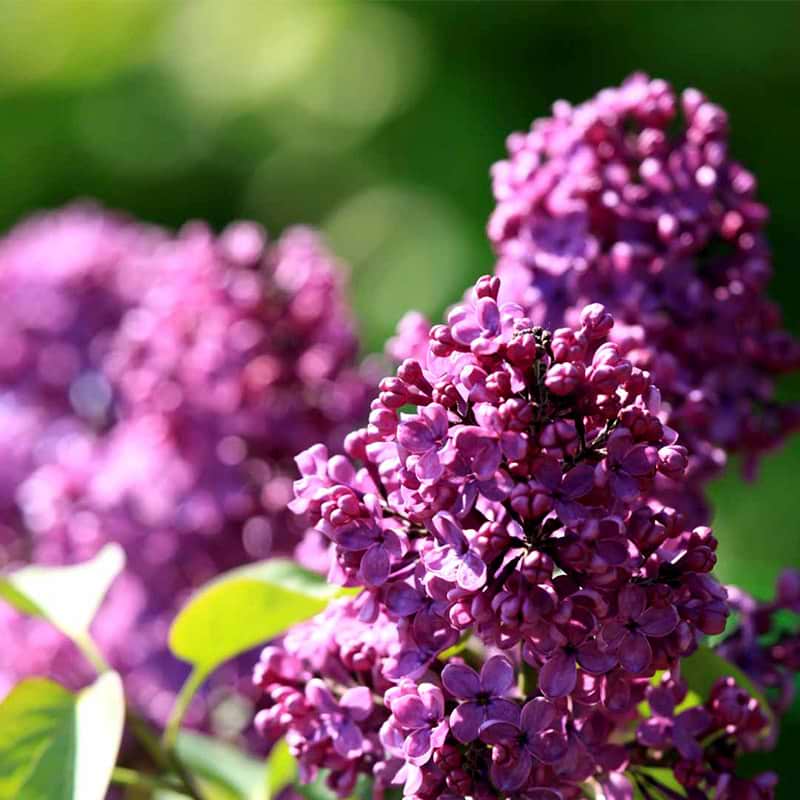 Syren Lüdwig Späth blomst