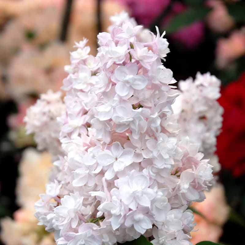 Syringa vulgaris Beauty of Moscow blomst