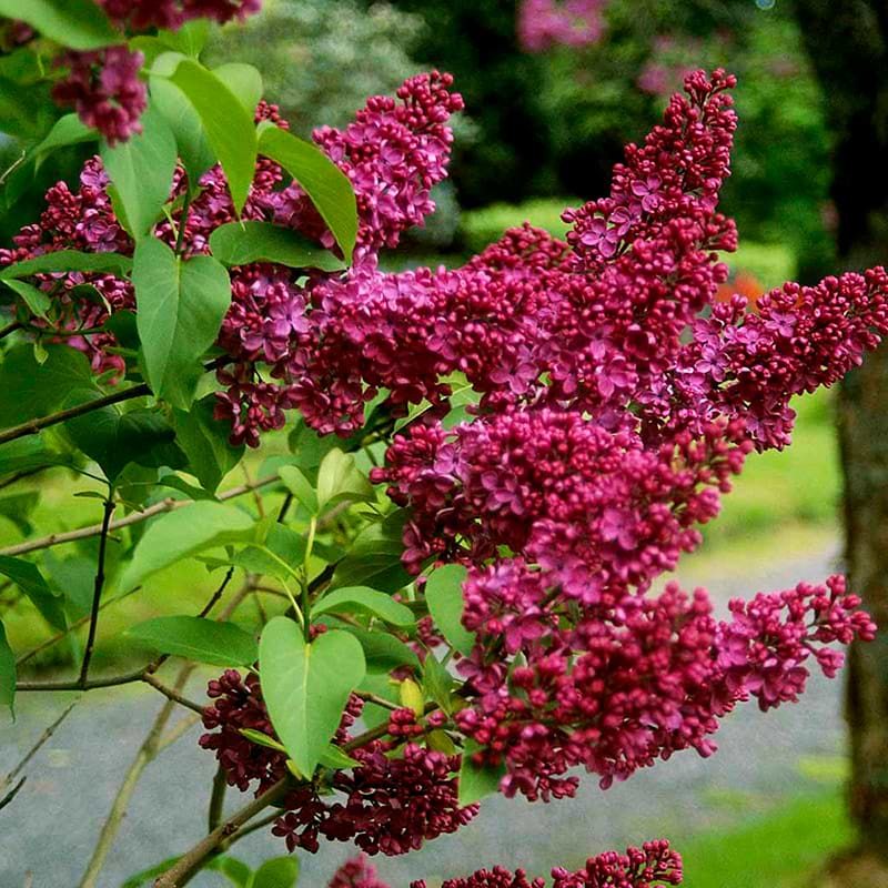 Ægte Syren (Syringa vulgaris 'Charles Joly') 50-70 cm