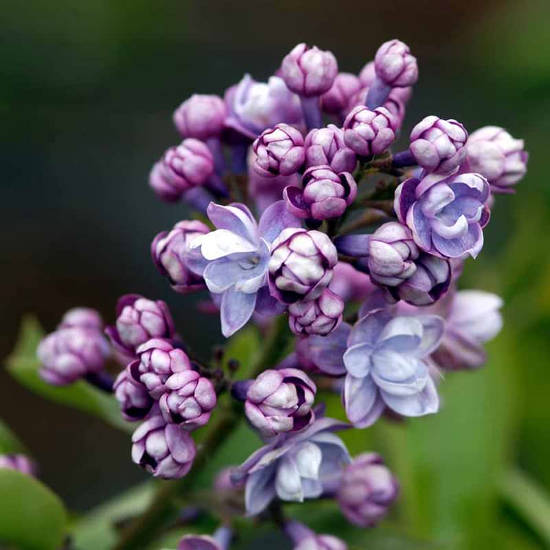 Syringa vulgaris Michel Buchner blomst