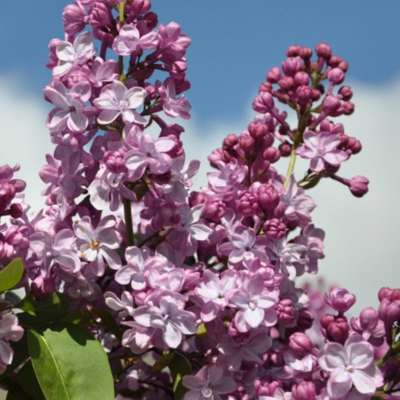 Syren (Syringa vulgaris 'Paul Deschanel') 50-70 cm