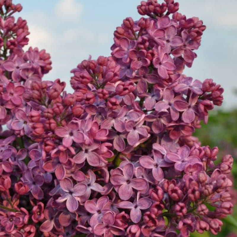 Almindelig Syren (Syringa vulgaris 'Znamya Lenina')
