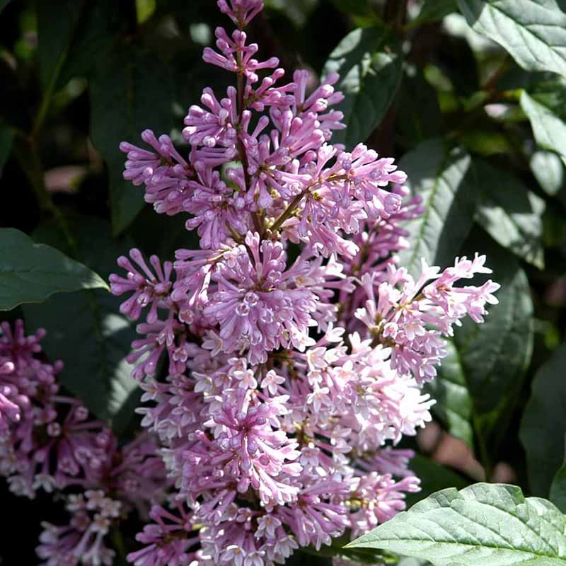 Syren Minuet blomst