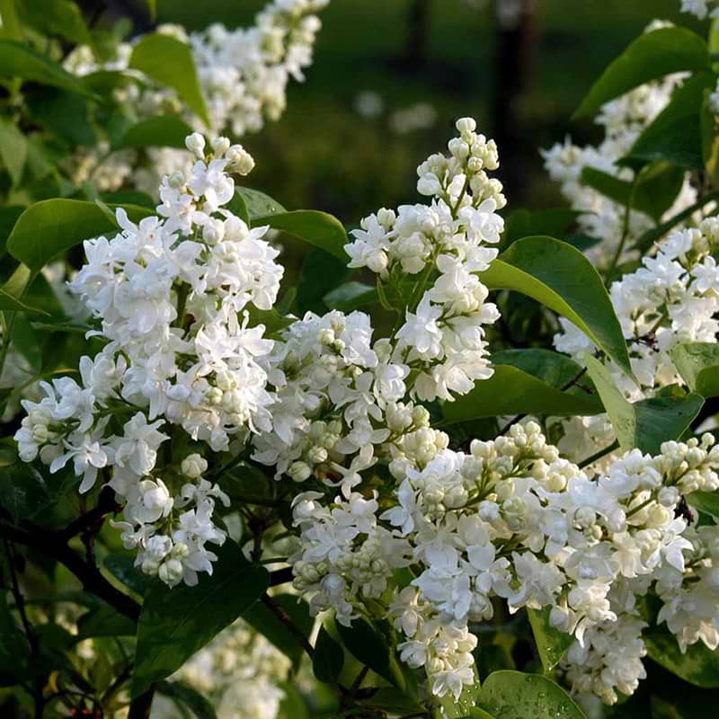 Ægte Syren (Syringa vulgaris 'Primrose') - Flere varianter