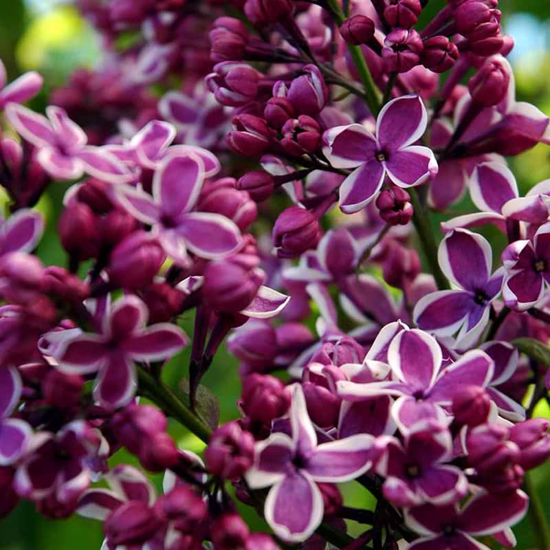 Syren Sensation i blomst