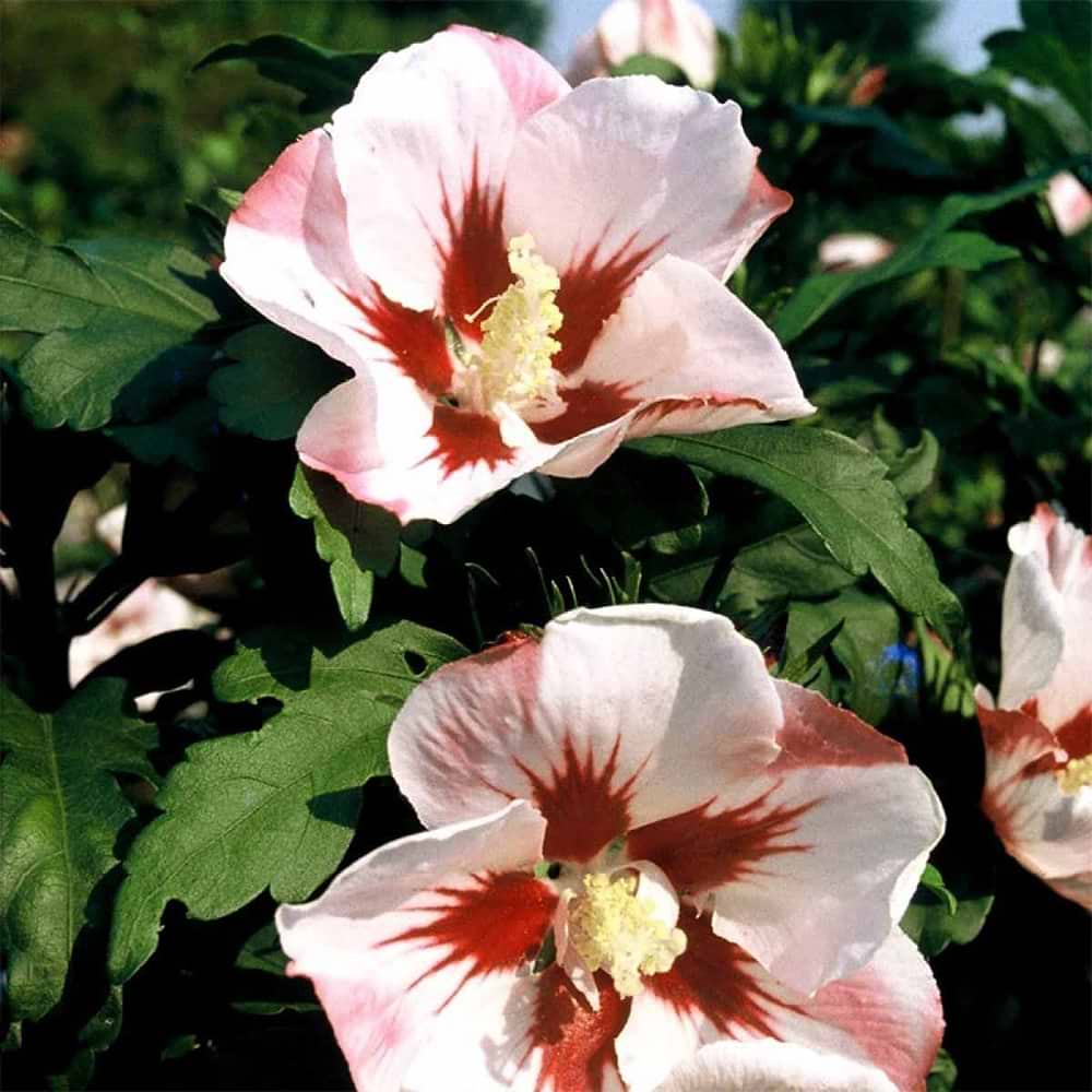 hibiscus Hamabo 