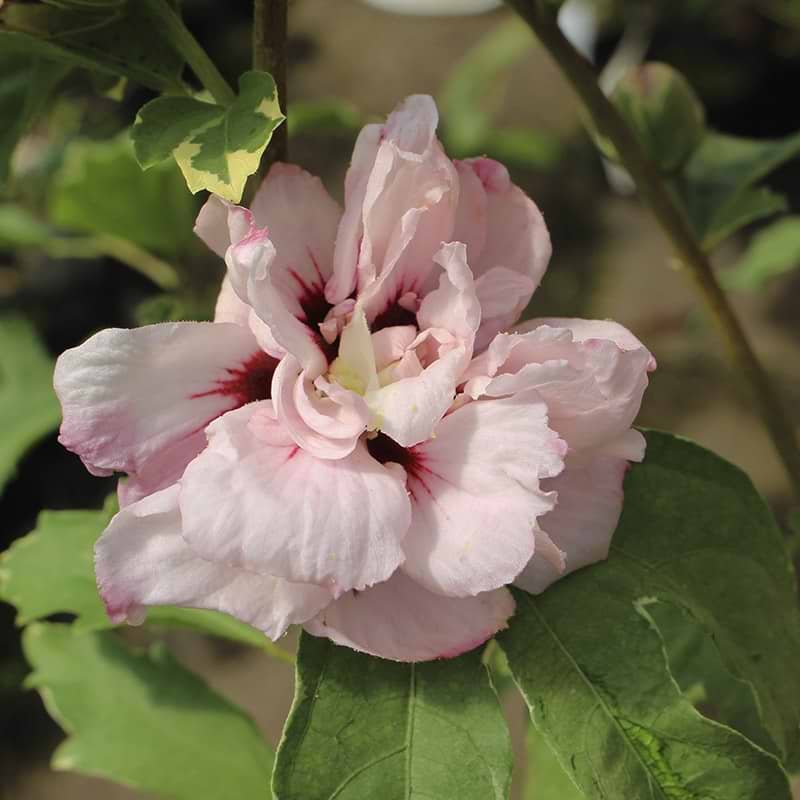 syrisk rose sugar tip