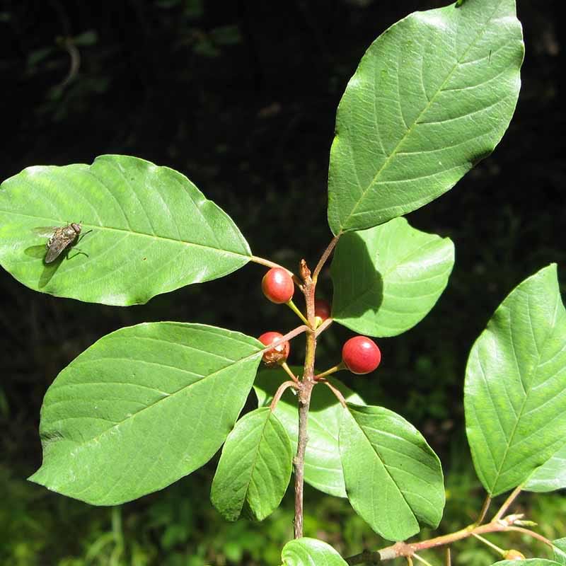 Rhamnus frangula