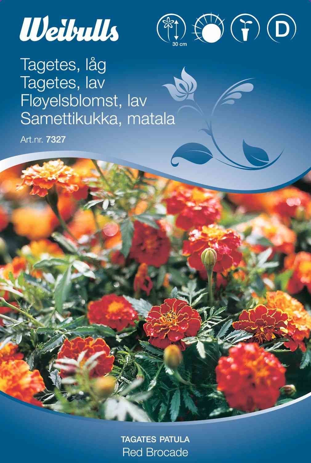 Blomsterfrø (Tagetes Lav 'Red Brocade')