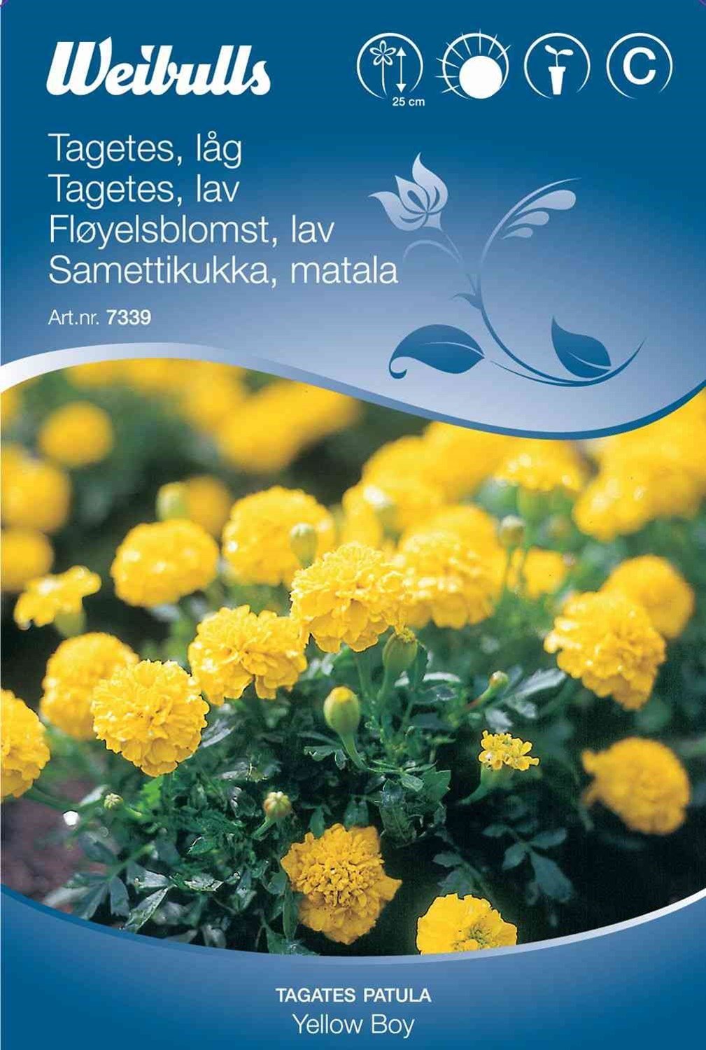 Blomsterfrø (Tagetes Lav 'Yellow Boy')