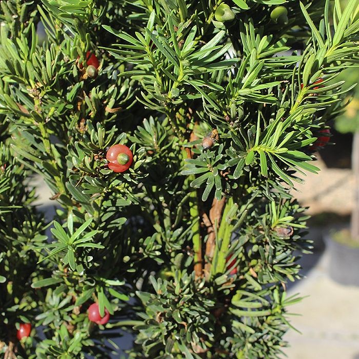 Taks Taxus media Sentinalis bær