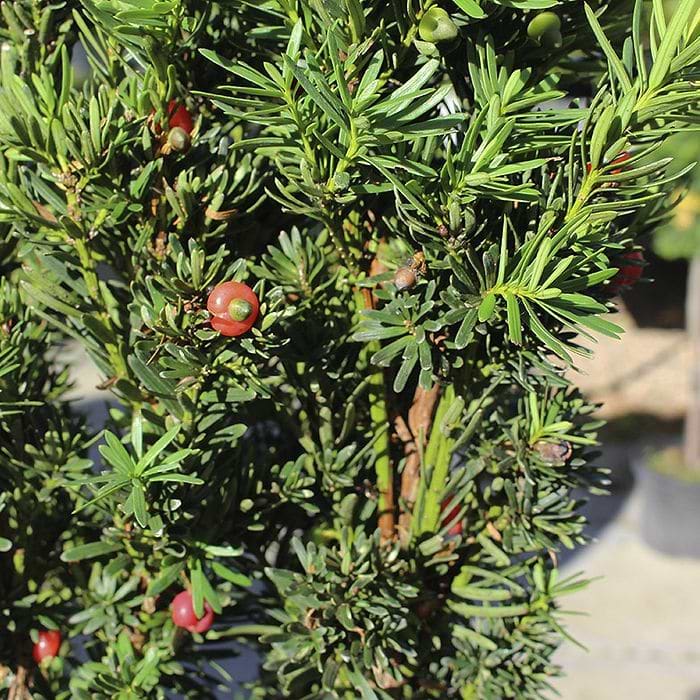 Taks Taxus media Sentinalis bær