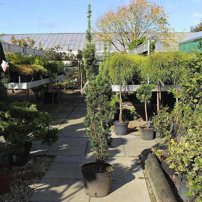 Taxus media 'Sentinalis'