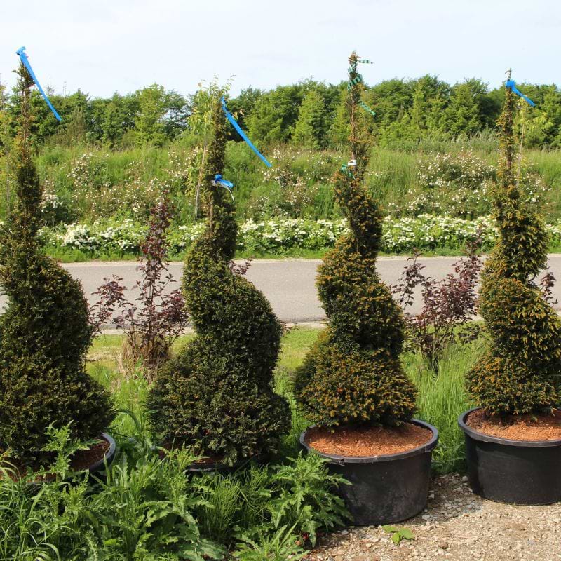 Taks Spiralformet (Taxus baccata) 175-200 cm