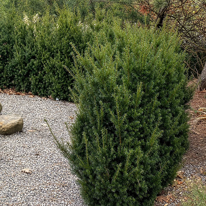 Taks (Taxus media 'Hillii')